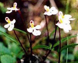 Aminostigma gonggashanicum