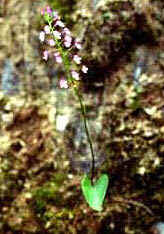 Aminostigma gracile