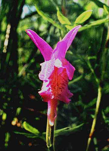 Arethusa bulbosa