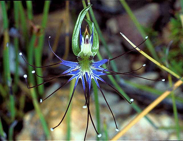 Batholinea ethelia