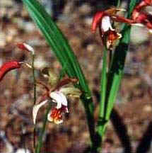 Bletilla sp.