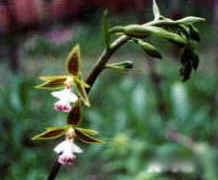 Calanthe arcuata