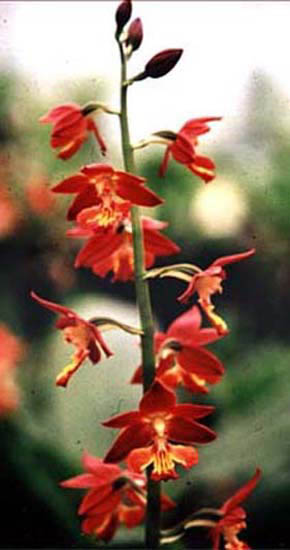 Calanthe bicolor red