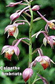 Calanthe fimbriata