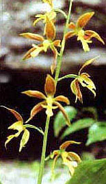 Calanthe hancockii