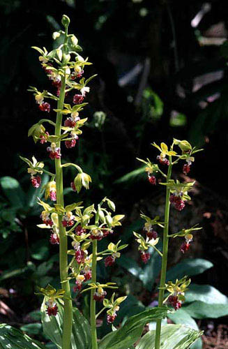 Calanthe tricarinata