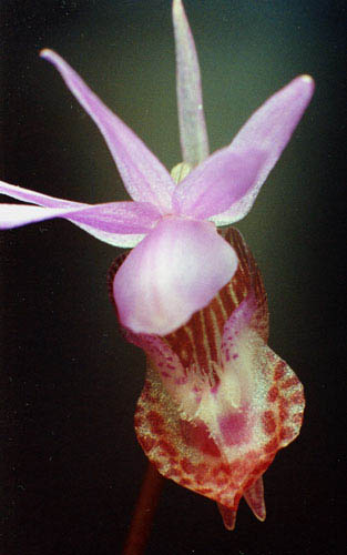 Calypso bulbosa 2