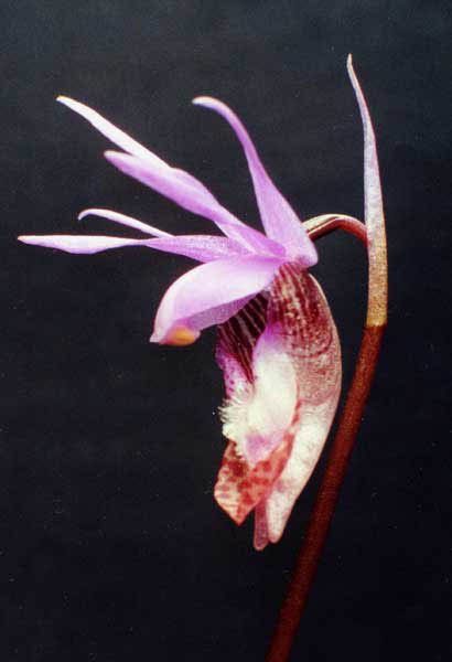 Calypso bulbosa