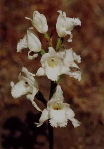 Chloraea grandiflora