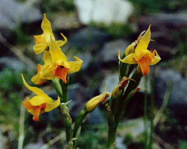 Chloraea sp