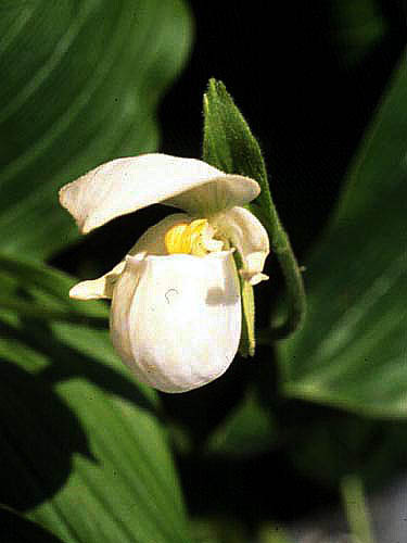 Cyp. guttatum alba