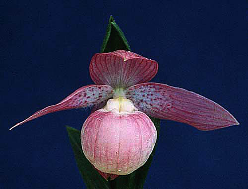 Cyp. taiwananum