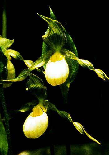 Cyp. x columbianum