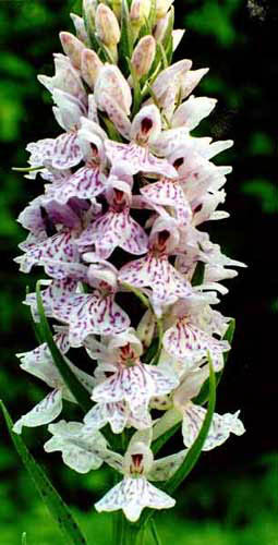 Dactylorhiza Larissa x iberica