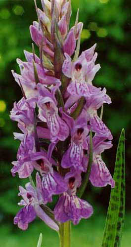 Dactylorhiza elata x saccifera