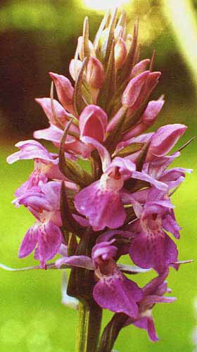 Dactylorhiza praetermissa