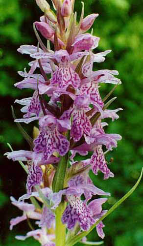 Dactylorhiza saccifera