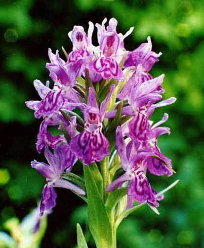 Dactylorhiza urvelliana