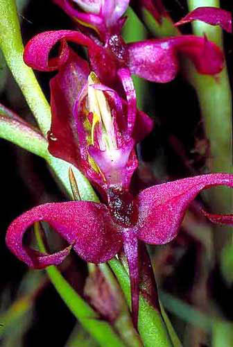 Disa filicornis_ einzel