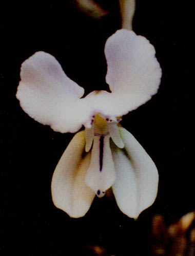 Disa sagittalis