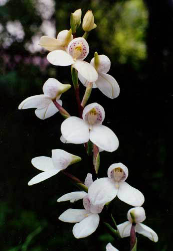 Disa tripetaloides