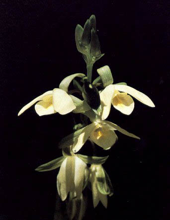 Eulophia ovalis