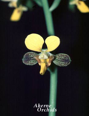 Eulophia streptopetala