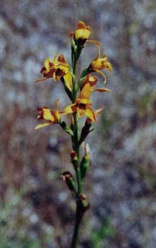 Gavilea lutea