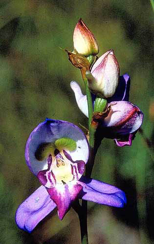 Herschelianthe graminifolia