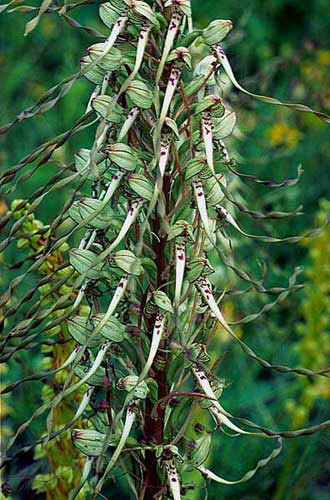 Himantoglossum hircinum