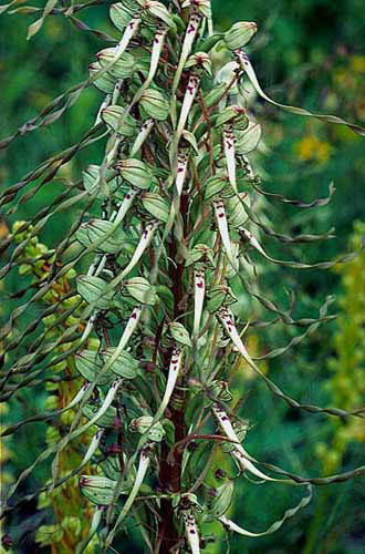 Himantoglossum hircinum