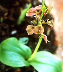 Liparis cathcartii