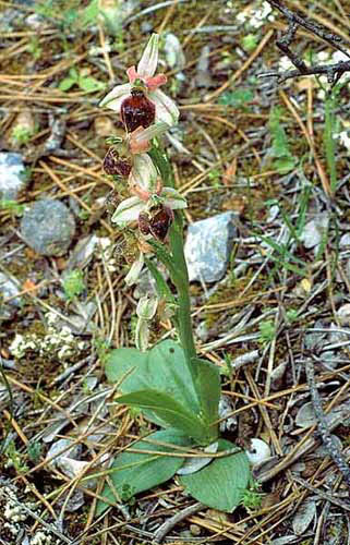 Ophrys elegans