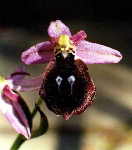 Ophrys sraussii