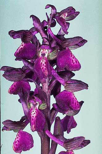 Orchis morio