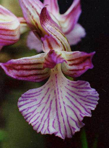 Orchis pappillionaceae 2