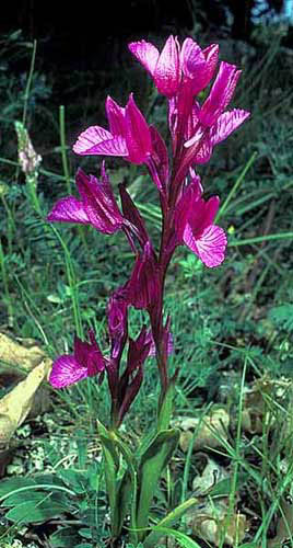 Orchis pappillionaceae