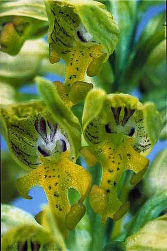 Orchis punctulata