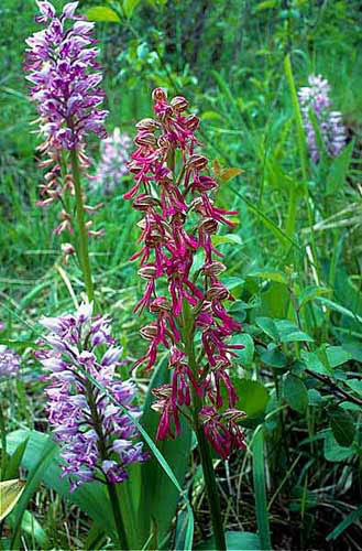 Orchisaceras und Orchis militaris 2