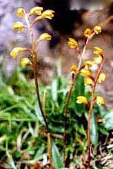 Oreorchis erythrochrysea