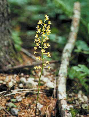 Oreorchis patens 1