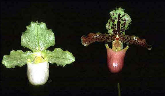 Paph. henryanum and forma nova