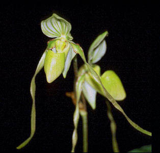 Paph.phillipinense aureum mit violettenResten