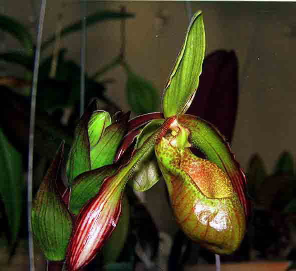 Phrag. sargentianum