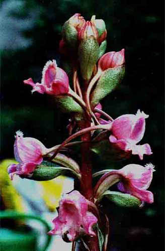 Satyrium princeps