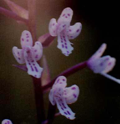 Stenoglottis longifolia