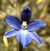 Thelymitra cyanea