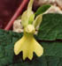 (Orchis) chrysea 1