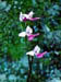 Aminostigma hemiploides