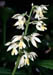 Calanthe bicolor